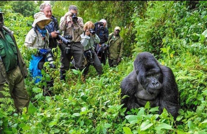 Bwindi Gorilla Trekking Uganda - Gorilla Safaris Uganda