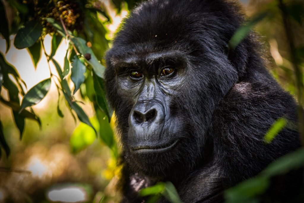 Bwindi Gorilla Trekking Uganda - Gorilla Safaris Uganda