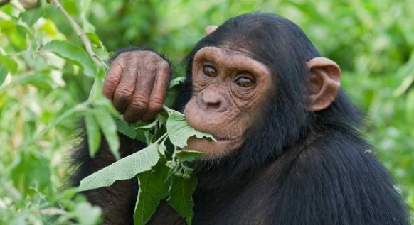 5 Days Gorilla Trekking and Chimpanzee Safari In Uganda