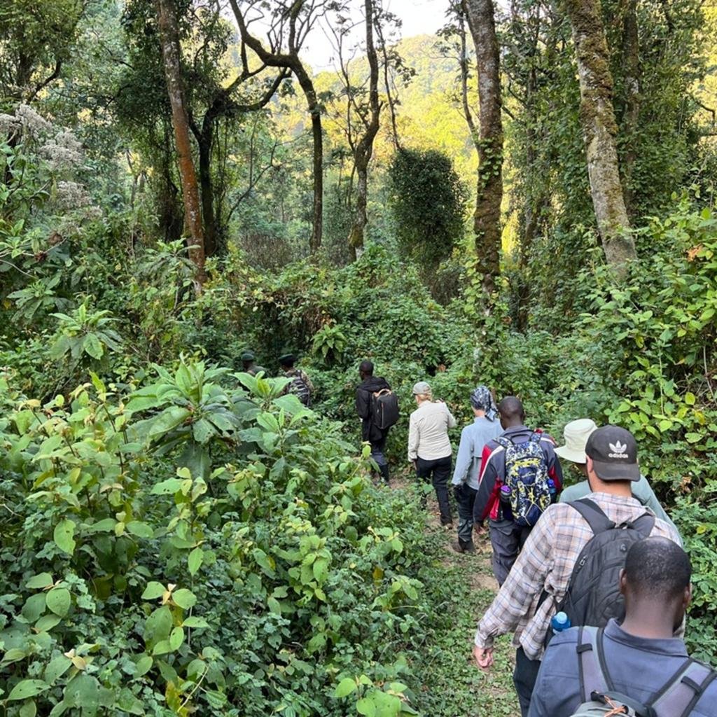 Bwindi Gorilla Trekking from Kigali | Uganda Gorilla Safaris