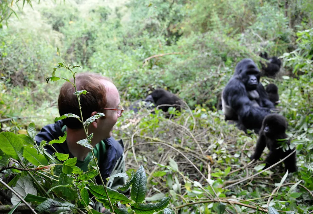 Budget Gorilla Safari Packages In Uganda