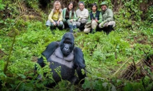 Bwindi Gorilla Trekking Permit Cost 2026 - Gorilla Trekking Uganda