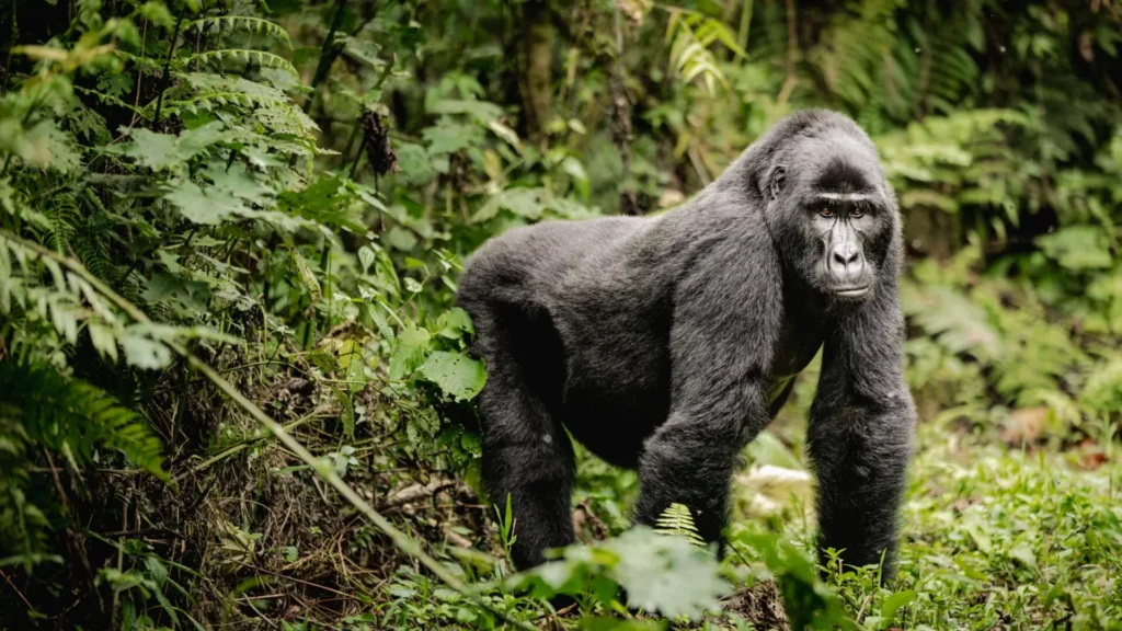 Luxury Gorilla Safaris Uganda - Bwindi Gorilla Trekking Uganda