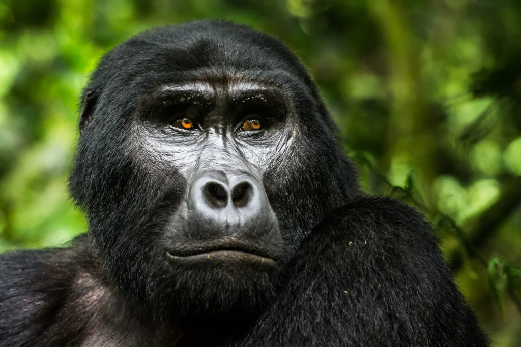 Ruhija Gorilla Trekking Uganda | Bwindi Gorilla Safaris Uganda