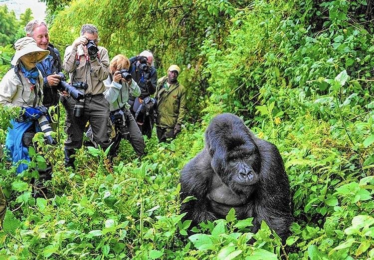 Gorilla Trekking Rules and Guidelines In Uganda