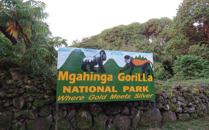 Gorilla Trekking Safaris in Uganda - Bwindi Gorilla Trekking
