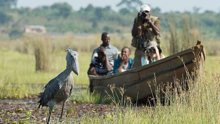 Mabamba Swamp Shoebill Tour Uganda | Bird Watching Safari