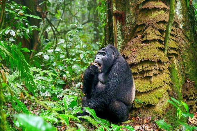 Gorilla Trekking Packing List For Uganda - Bwindi Gorilla Trekking Uganda