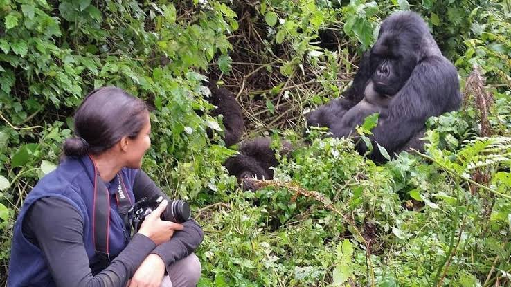 Bwindi Gorilla Trekking Cost | Uganda Gorilla Safari Prices