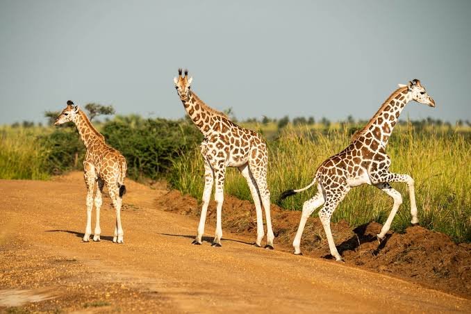 12 Day Uganda Wildlife Safari - Bwindi Gorilla Trekking