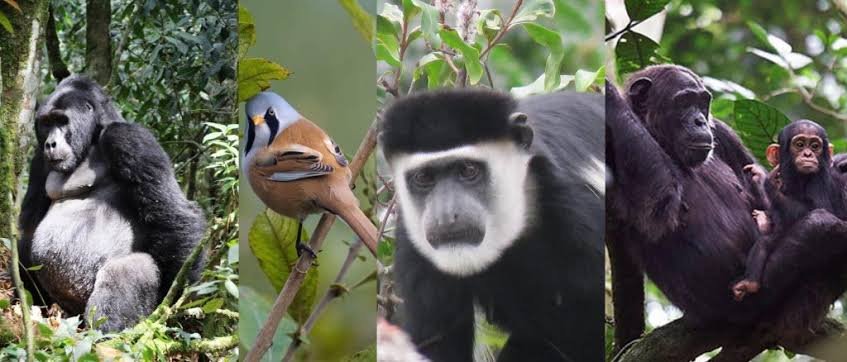 Bwindi Gorilla Trekking Uganda and Kibale Chimpanzee Safari