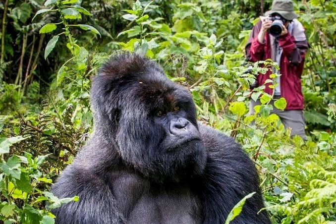 Destinations - Bwindi Gorilla Trekking Uganda