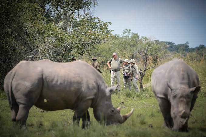 Ziwa Rhino Sanctuary Uganda | Rhino Tracking Safari Tours