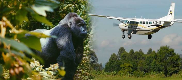 Fly-in Gorilla Safaris Uganda - Bwindi Gorilla Trekking Uganda