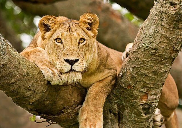 Queen Elizabeth National Park Uganda