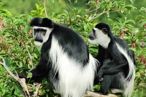 Uganda Primate Safaris | Gorilla & Chimpanzee Tours