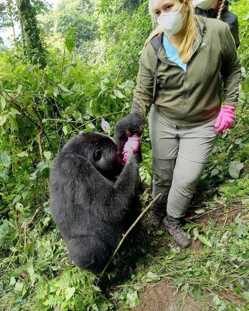 Nkuringo Gorilla Trekking Uganda | Book Gorilla Safaris