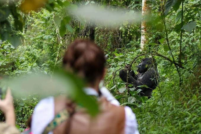 2 Day Gorilla Trekking Safari In Bwindi