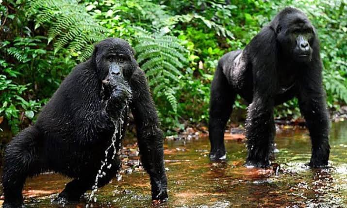 Bwindi Gorilla Trekking Uganda - 8 Days Uganda Safari