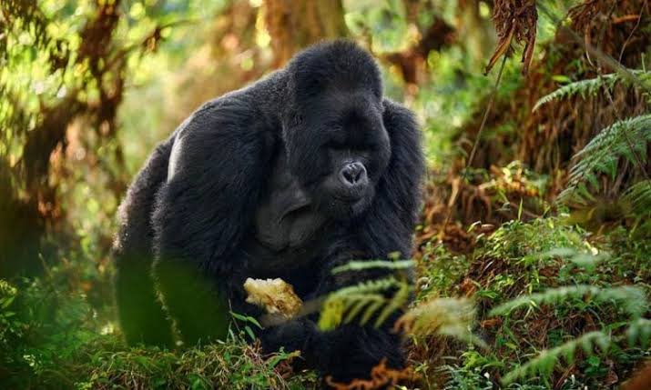 6 Days Uganda Primate Safari In Uganda