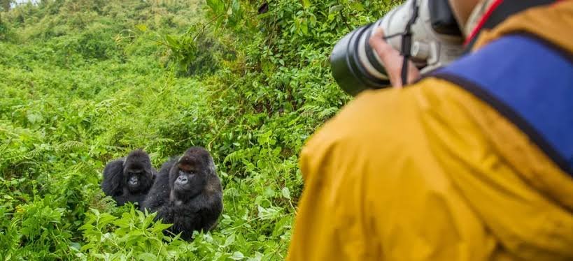 Bwindi Gorilla Trekking From Entebbe Uganda