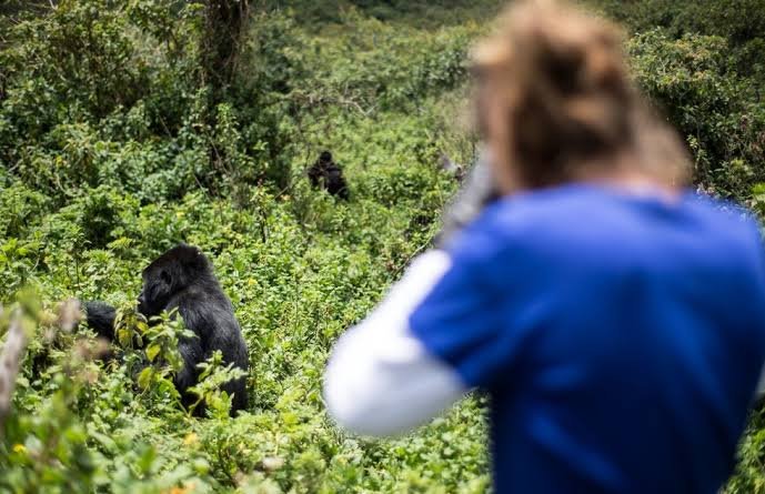 Honeymoon Gorilla Safaris Uganda