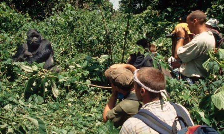 14 Days Uganda Safari Holiday - Bwindi Gorilla Trekking