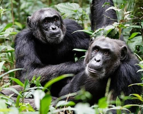 Kibale Forest National Park Uganda – The Primate Capital