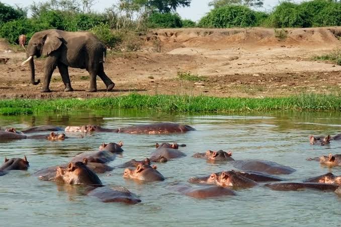 Uganda Wildlife & Gorilla Safaris | Bwindi Gorilla Trekking