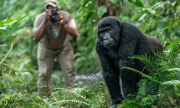Rushaga Gorilla Trekking Uganda - Bwindi Gorilla Trekking Uganda
