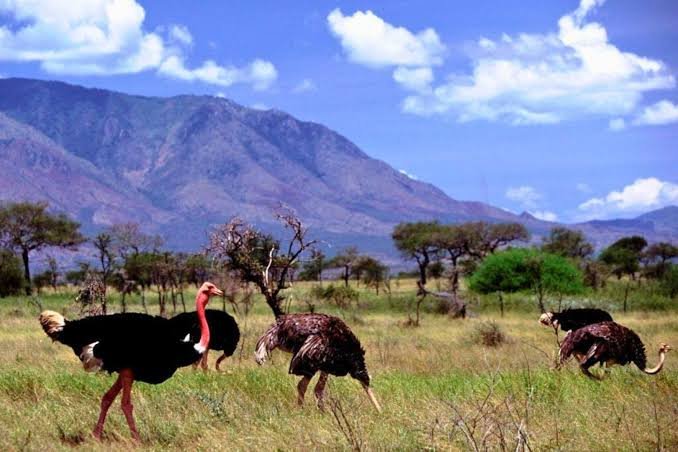 Kidepo Valley National Park Uganda Safari
