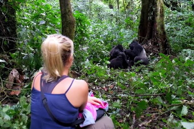 3 Days Gorilla Trekking Uganda - Bwindi Gorilla Trekking Uganda