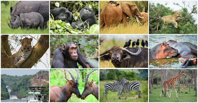 10 Day Uganda Safari | Gorilla Trekking & Wildlife Tour