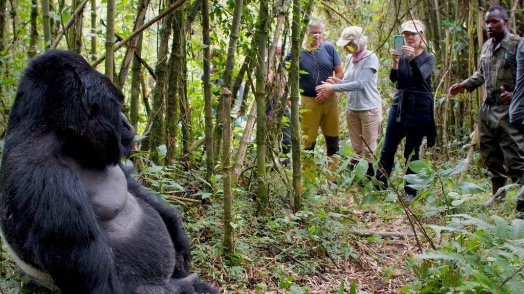 Uganda and Rwanda Gorilla Safari - Bwindi Gorilla Trekking