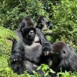 The Ultimate Guide to Bwindi’s Trekking Sectors: Buhoma, Ruhija, Nkuringo, and Rushaga
