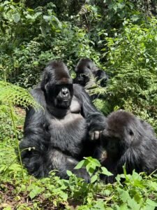 What To Pack For Gorilla Trekking In Bwindi