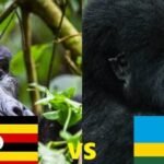 Uganda vs. Rwanda for Gorilla Trekking: An Honest, In-Depth Comparison