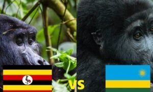 Uganda vs. Rwanda for Gorilla Trekking: An Honest, In-Depth Comparison