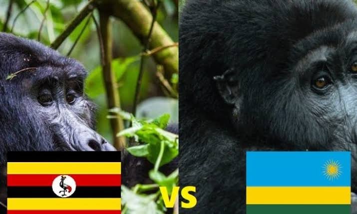 Uganda vs. Rwanda for Gorilla Trekking: An Honest, In-Depth Comparison