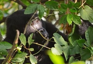 How Much Does a Uganda Gorilla Safari Cost?