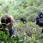 Gorilla Trekking In Bwindi: A Complete Guide To Costs & Budgeting For 2026