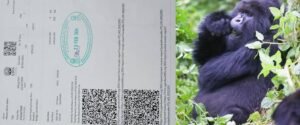 Bwindi Gorilla Trekking Uganda - How To Book a Gorilla Permit In Uganda