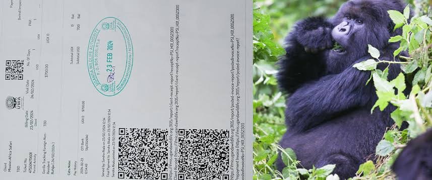 Bwindi Gorilla Trekking Uganda - How To Book a Gorilla Permit In Uganda