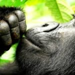 4 Day Uganda Gorilla Trekking Safari From Kampala or Entebbe