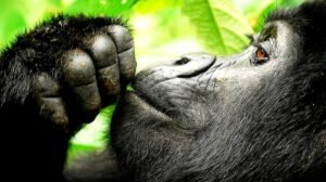 4 Day Uganda Gorilla Trekking Safari From Kampala or Entebbe